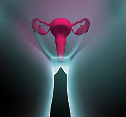 Apparato riproduttivo femminile utero - obrazy, fototapety, plakaty