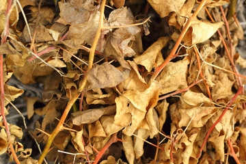 Old leaves background