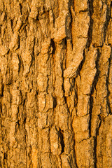 Tree bark texture