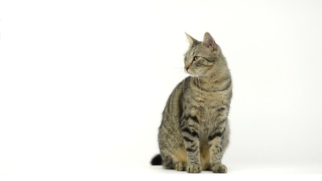 Cat sitting and looking around