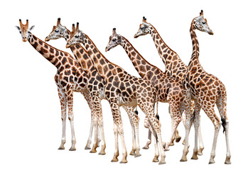Obraz premium Giraffes isolated