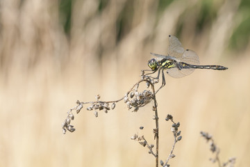 Dragonfly on a plant