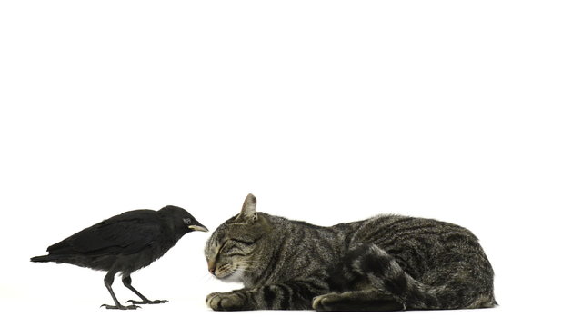 Young western jackdaw pulling a cat ear