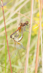 Mating dragonflies on a plant straw