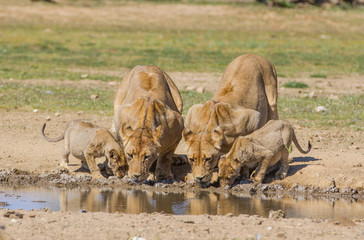 Lionesses and cubs drinking