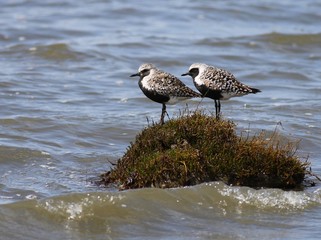 Black-bellied Plovers Perched on an Island
