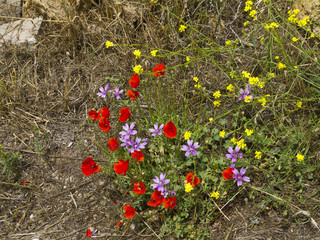 Fototapeta premium The Wild Flowers on the Temple Island of Delos Greece