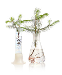Two fir trees on white background
