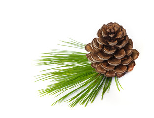 Pine cones.