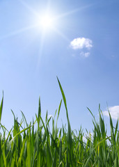 Obraz premium grass