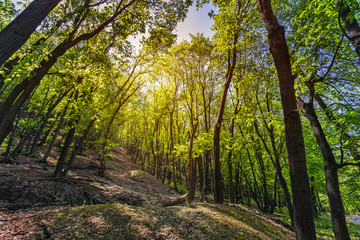 Green forest in the spring