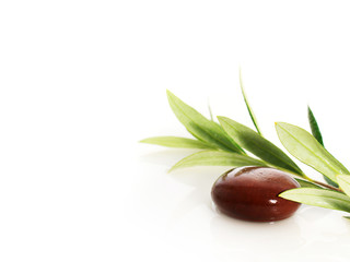 Stones and olive branch.