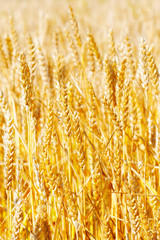 Field of golden rye close-up
