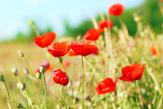 Fototapeta Summer day in  meadow full of blooming poppies