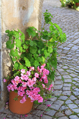 pot with flowers in the street