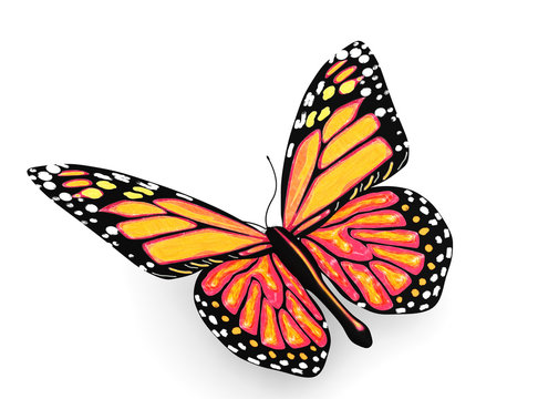 Butterfly with yellow and orange colors