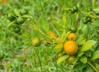 Calamondin Citrus Oranges
