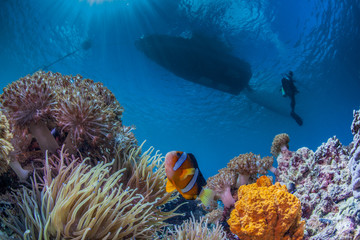 Naklejka premium underwater reefscape