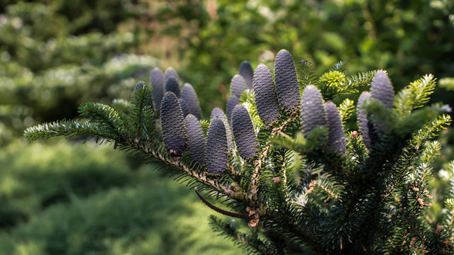 cones on a green tree branches