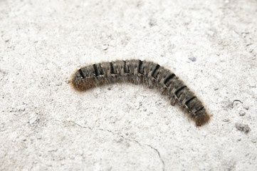 brown caterpillar