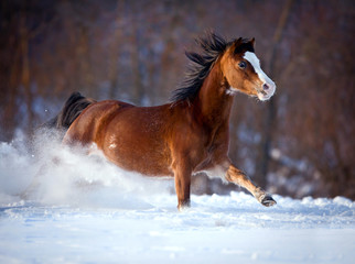 Horse gallops in winter.