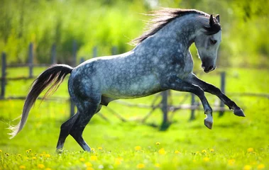 Stoff pro Meter Graues Pferd, das im Frühjahr auf dem Feld läuft. © Alexia Khruscheva