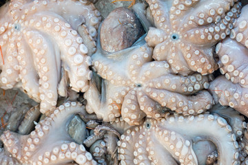Fresh octopuses at the market