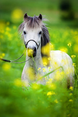 Portret van Shetland pony op groene achtergrond.