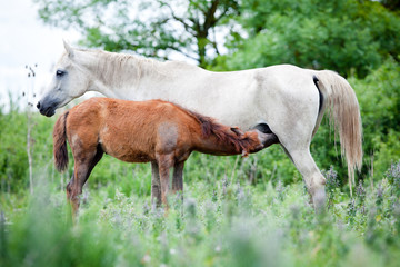 Obraz na płótnie Canvas Arabian mare with foal at pasture.