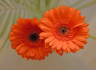 Gerbera