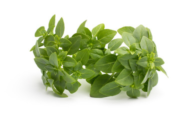 Basil.