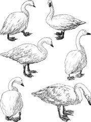 Naklejka premium swans