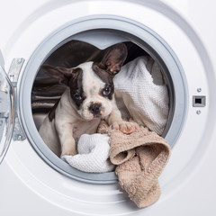 French bulldog puppy inside the washing machine