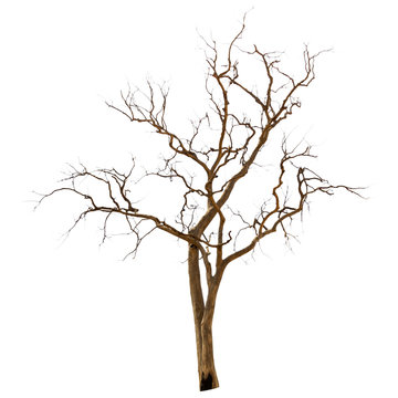 Fototapeta Dead and dry tree is isolated on white background