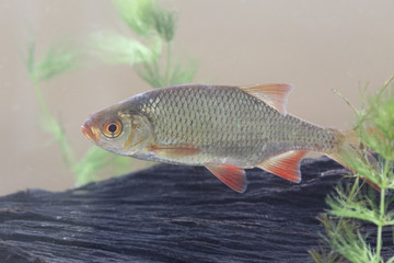 Rudd, Scardinius erythrophthalmus