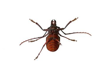 Scarab