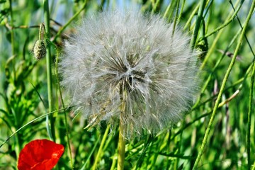 Tragopogon pratensis - Pusteblume des Wiesen Bocksbartes