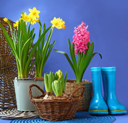 Rubber blue  boots and spring flowers are in a basket