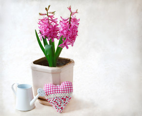 Spring flowers  in pot  and white watering can