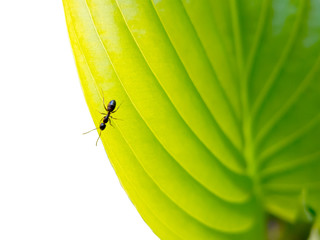 Ant on a green leaf