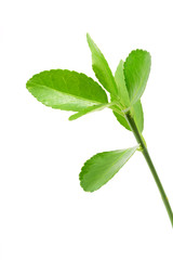 Naklejka na ściany i meble Fresh green leaves isolated on a white background