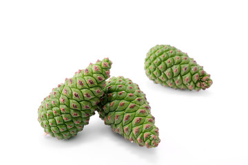 Fototapeta premium Unripe pine cone isolated on a white background