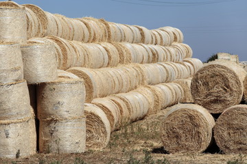 Rotoballe di fieno © Shooter