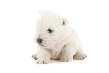 West Highland White Terrier puppy