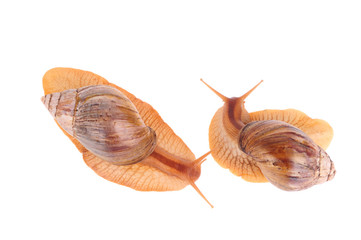 Snails  isolated over white background