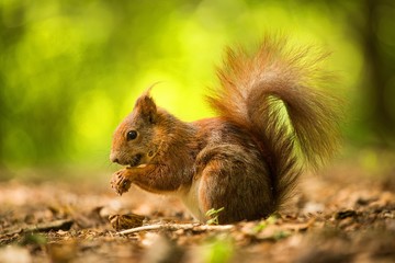 squirrel eats a nut