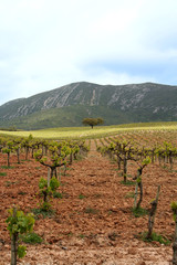 Fototapeta na wymiar green vineyard in arrabida Portugal