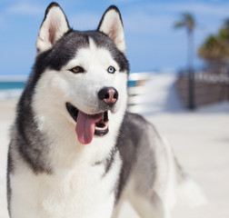 tired husky showing its tongue near the beach