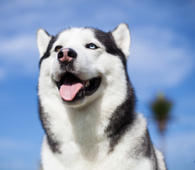 Adorable husky on a sunny day