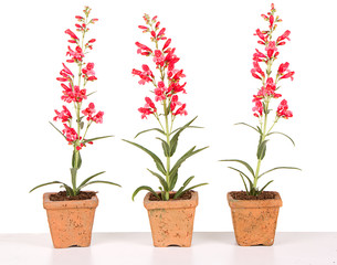 red flowers in a clay pot